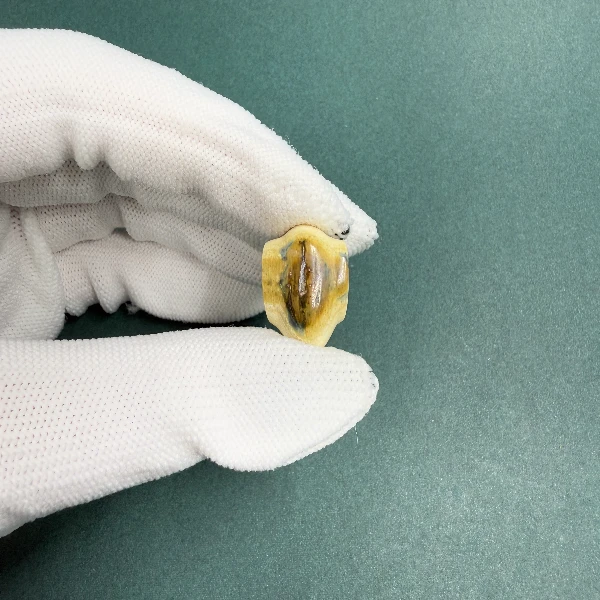 H5491天然猛犸牙蓝眼鲨鱼背三通 支持鉴定假一罚
