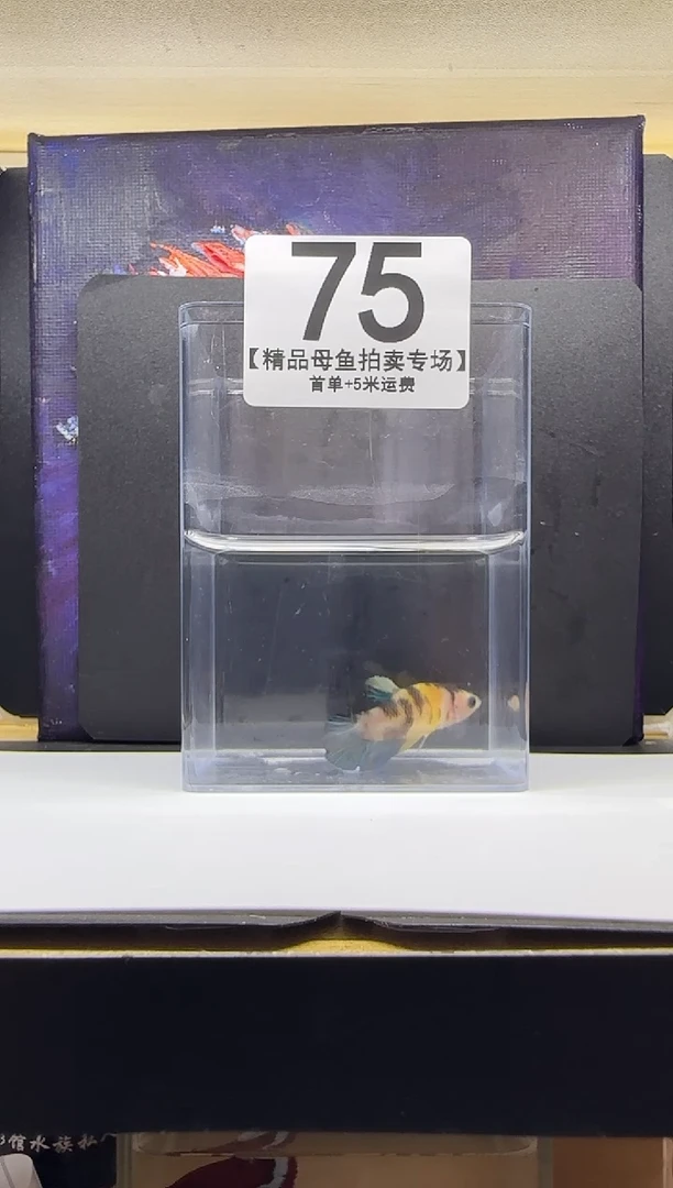 斗鱼母鱼编号：75