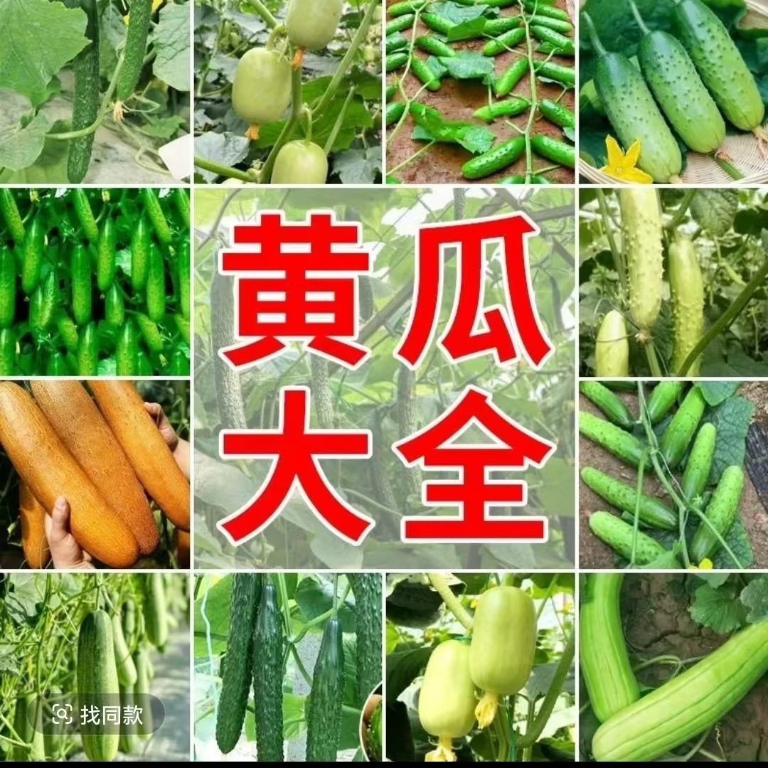 【全店满6包包邮】黄瓜种子合集