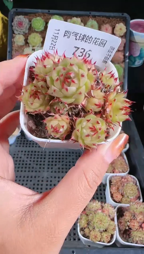 1122-736群生不包整