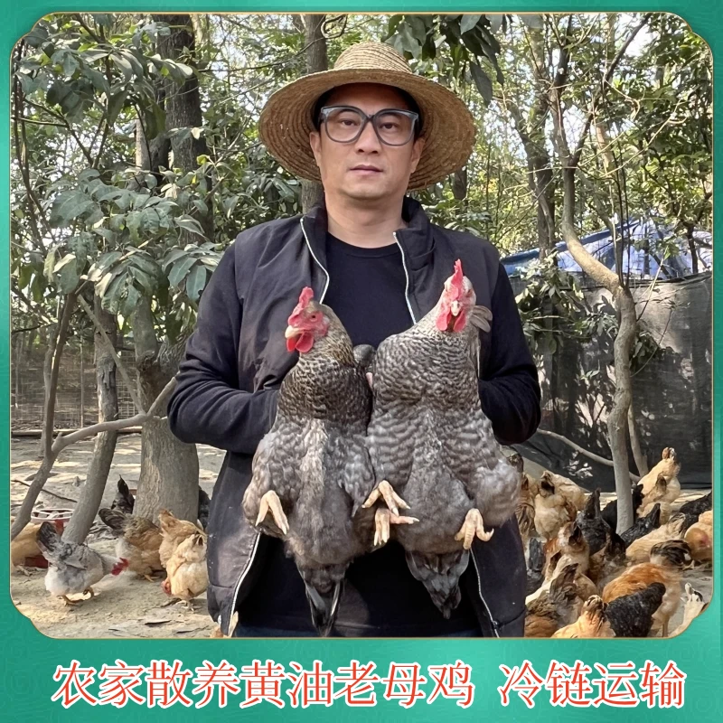 【老兵A】农家放养500天芦花老母鸡 2只净重共4-4.5斤 带内脏