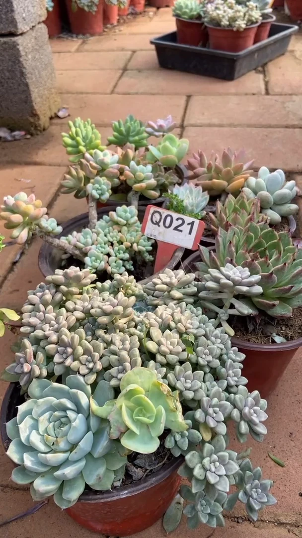 Q021多肉组合默认脱土发货