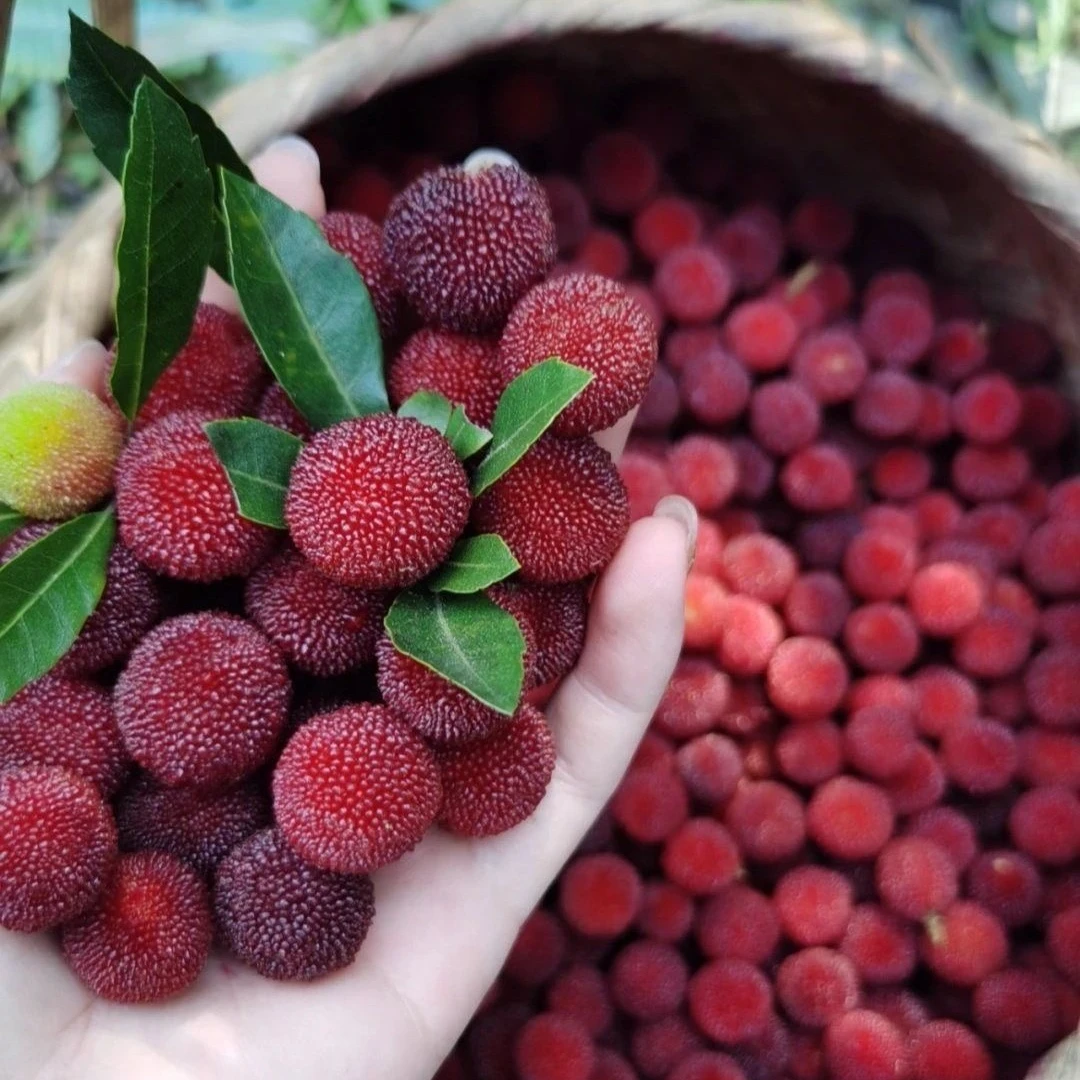 广西特早熟红杨梅带土带叶带果发货顺丰快递包邮