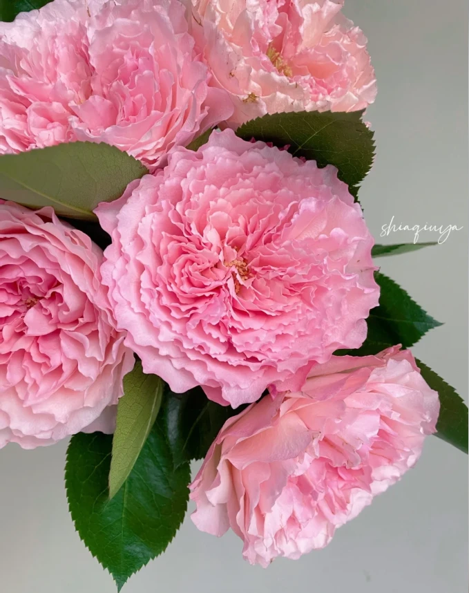 【玫瑰】粉梅拉 任三单顺丰空运包邮鲜切花家居花店插花