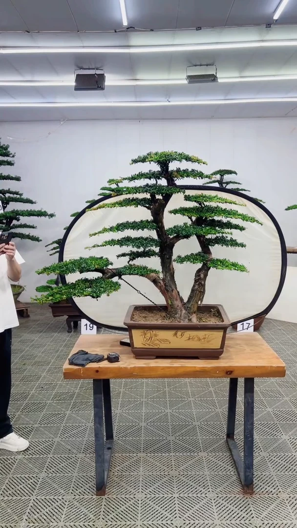 无花朵造型盆景一物一拍