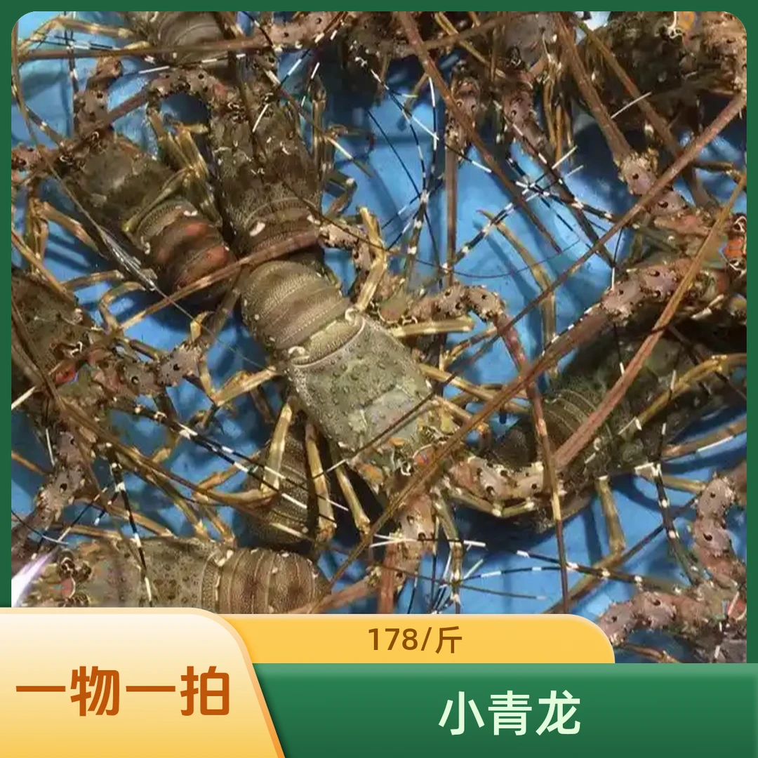 鲜活小青龙178/斤【一物一拍】