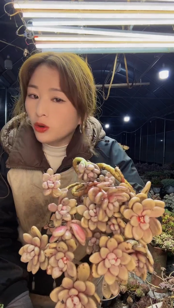 【闪购商品】脱土桃蛋包邮