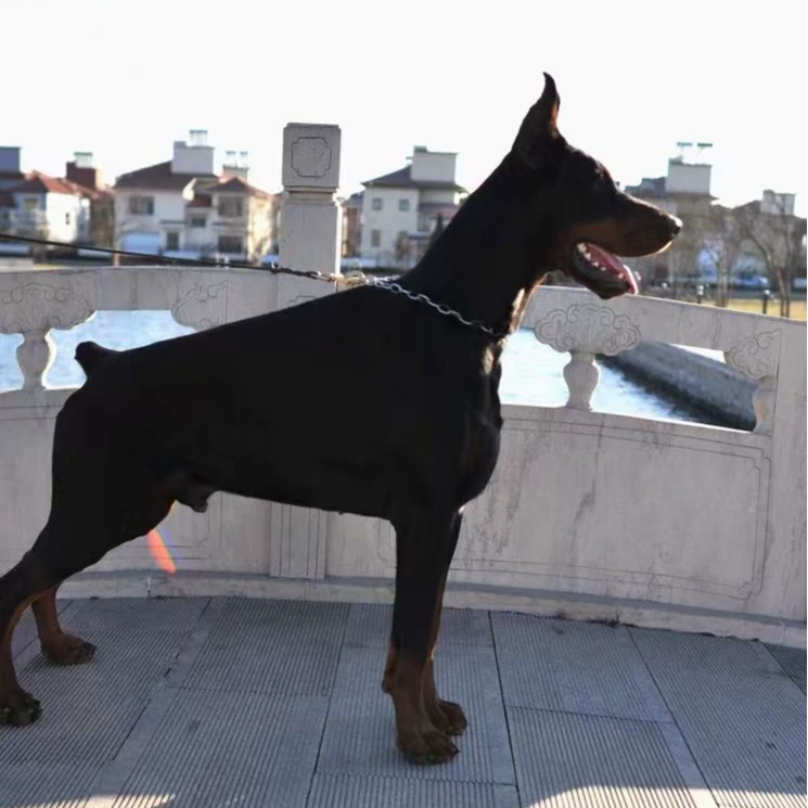 世嘉杜宾宠物狗狗