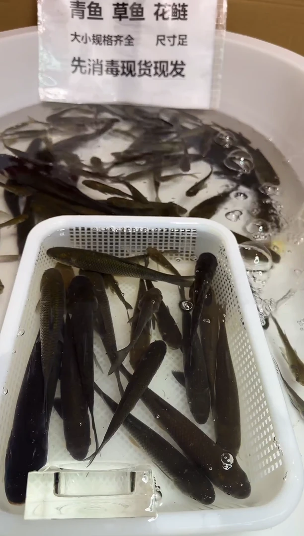 工具鱼花鲢+青鱼6-8厘米550条