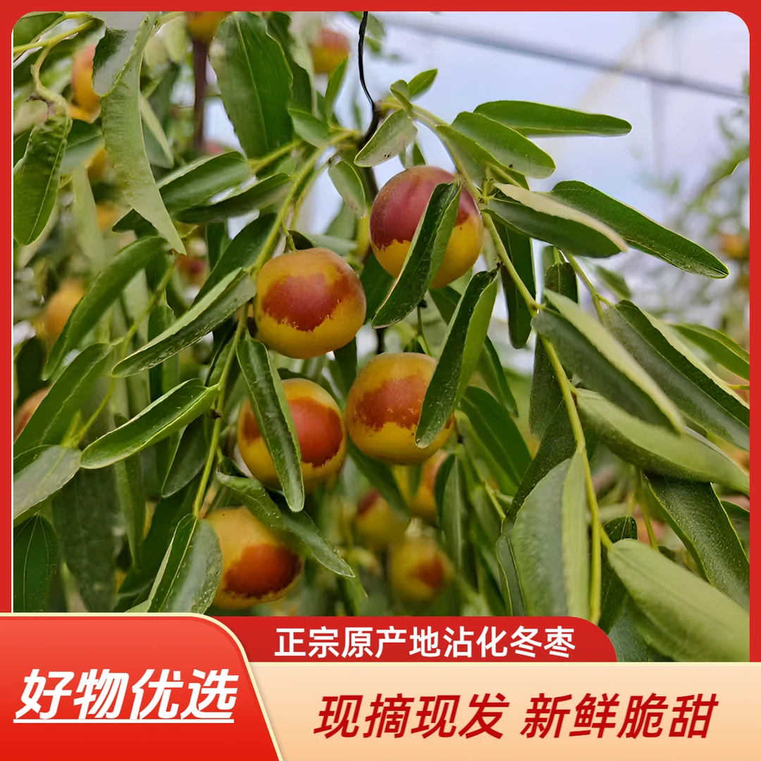 原产地正宗沾化冬枣