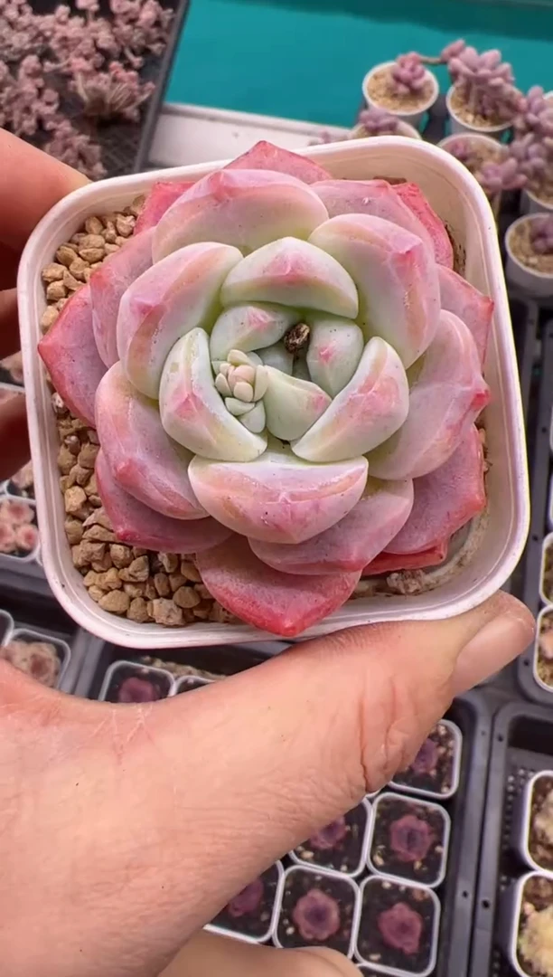 【闪购商品】单头厚梦一颗