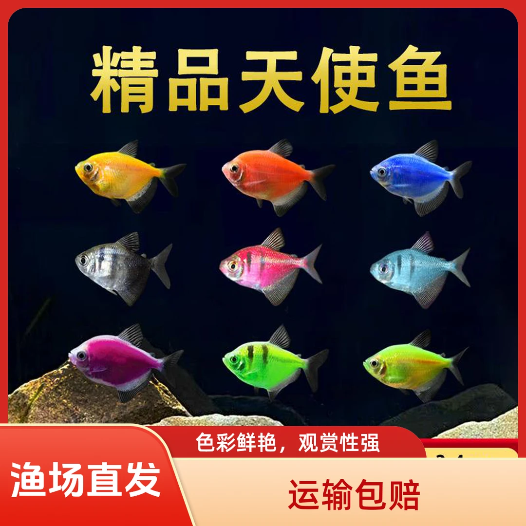颜色靓丽天使鱼观赏鱼活体群游孔雀小型热带观赏鱼淡水好养耐活