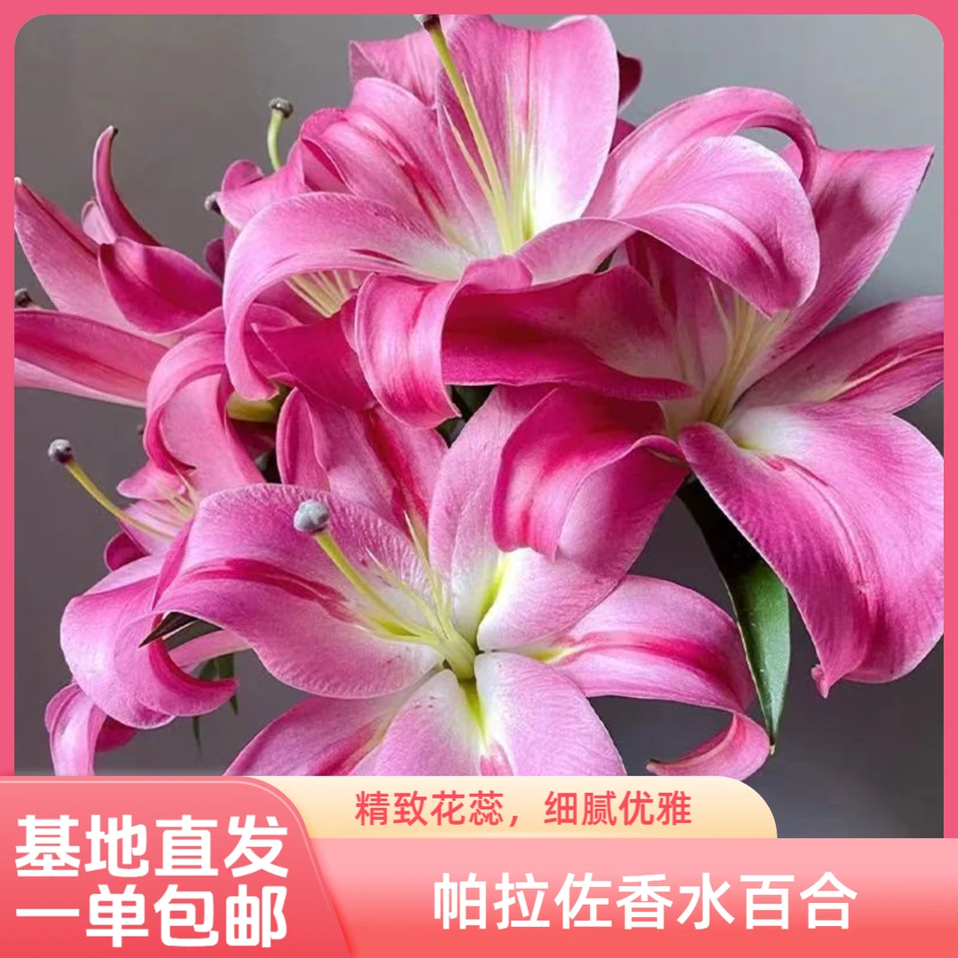 【超值体验】帕拉佐百合水培浓香花期长 云南基地直发高级感十足