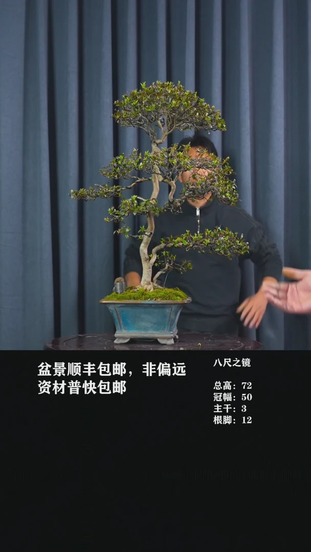 皋月杜鹃八尺之镜-CC24