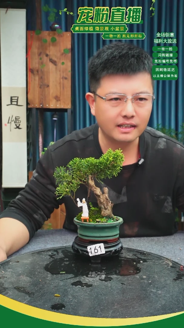 无花朵冷**馨苔藓微景观161号