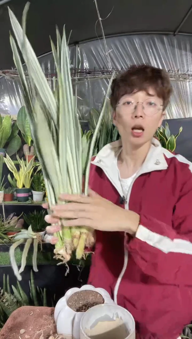 【闪购商品】40cm银玉剑兰裸根4棵18.8