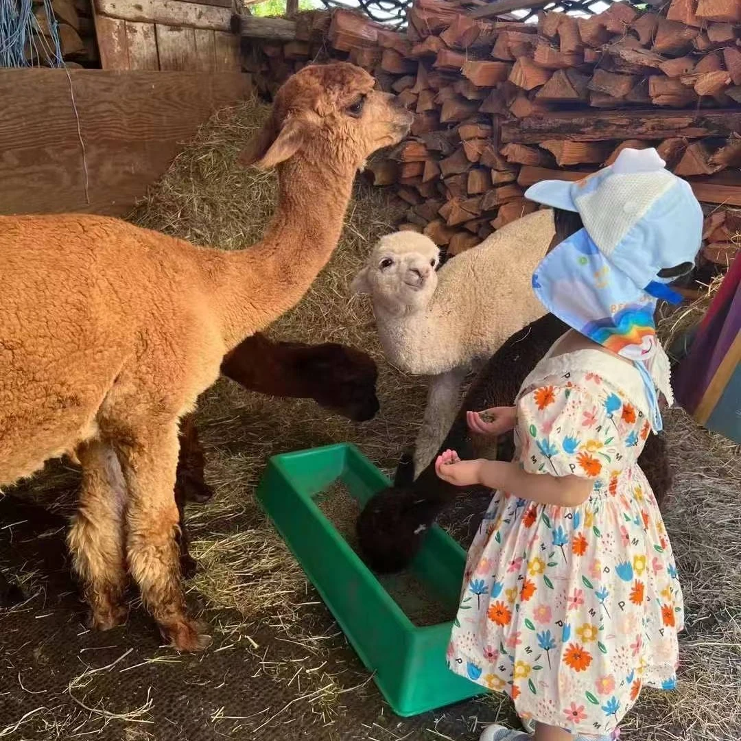 329【36681】童装连衣裙