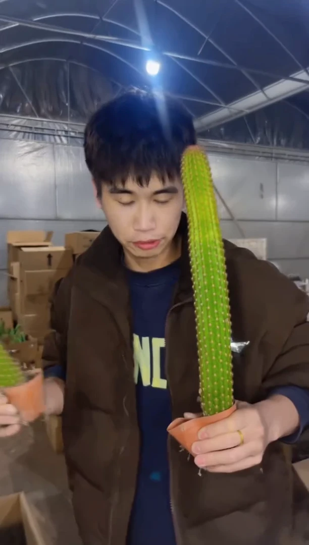 【闪购商品】2颗 高20cm 卡布奇诺