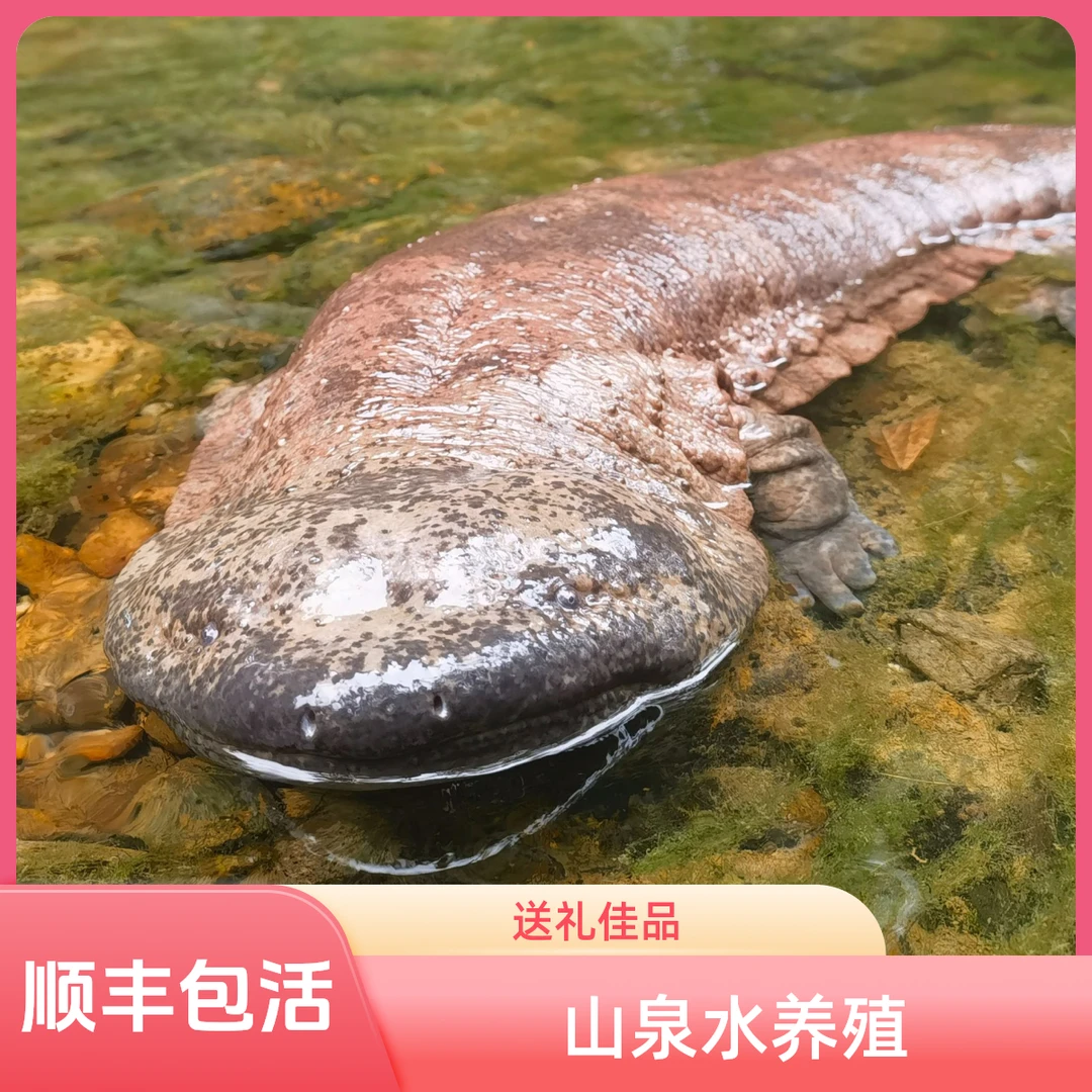 11-25斤鲜活食用娃娃鱼仿生态山泉水人工养殖顺丰包活到家