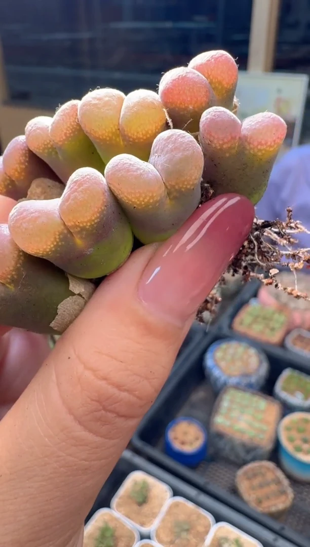 28-42多肉植物风铃一颗