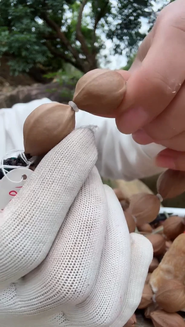 【闪购商品】橄榄核手串1826 梅林铁核原生态素串 118