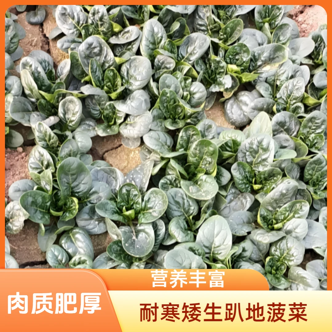 【矮生趴地菠菜种子】耐寒红根大叶菠菜种子庭院阳台盆栽蔬菜种子