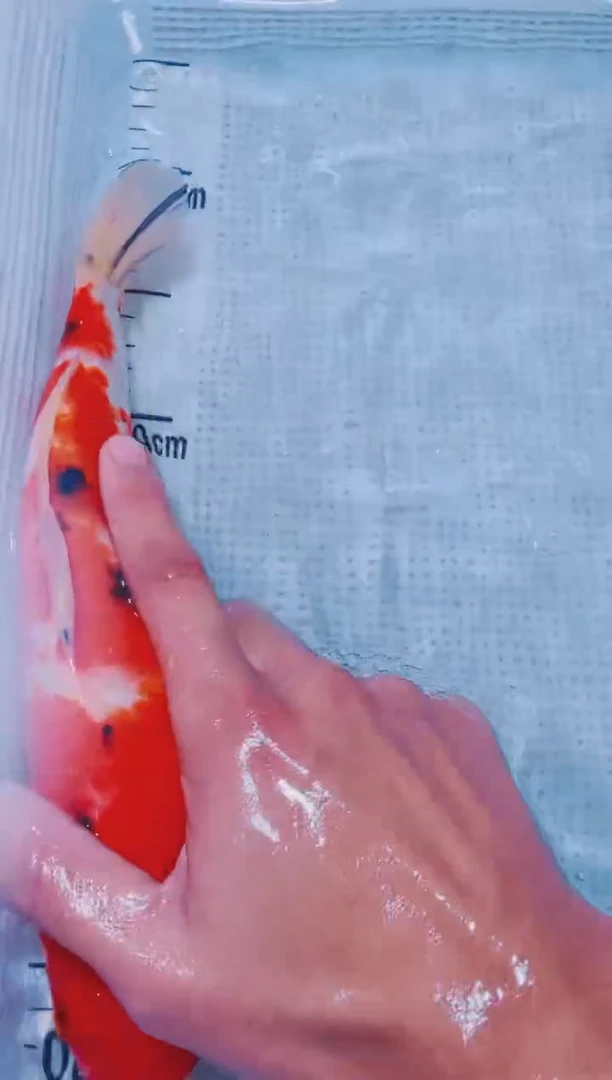 锦鲤血统锦鲤全场包邮74