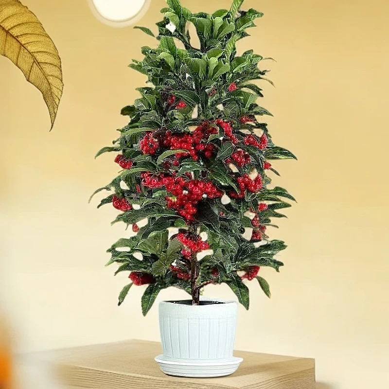 富贵籽年宵花观果盆景盆栽室内植物北美冬青金玉满堂朱砂根