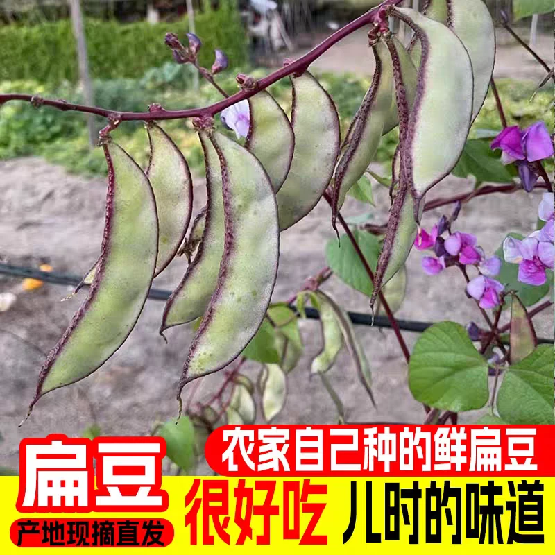 【紫扁豆】刀豆农家自种扁豆峨眉豆豆类营养新鲜现摘现发