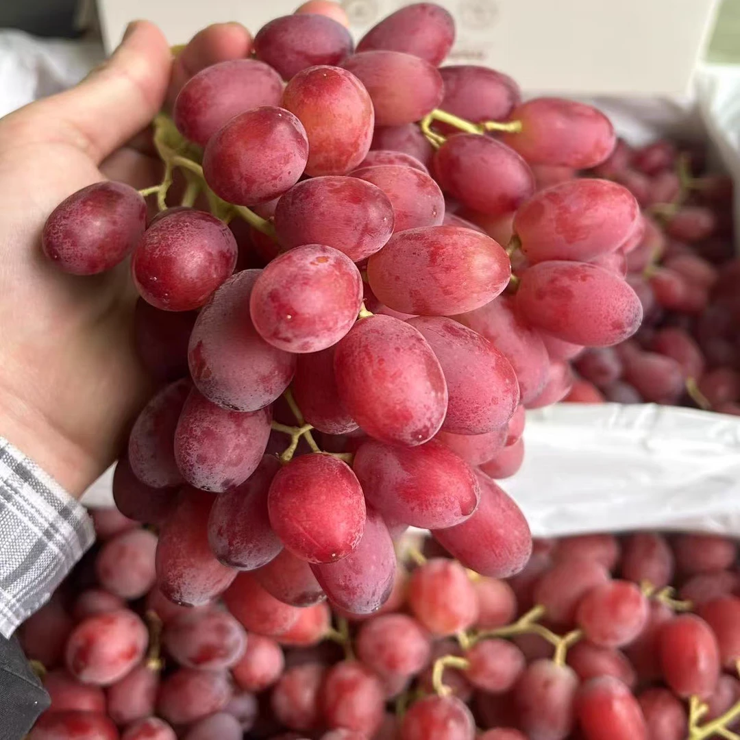 【达吾水果】新鲜到货澳洲无籽红提2斤特惠尝鲜装(同城骑手配送)提子新南威尔士州