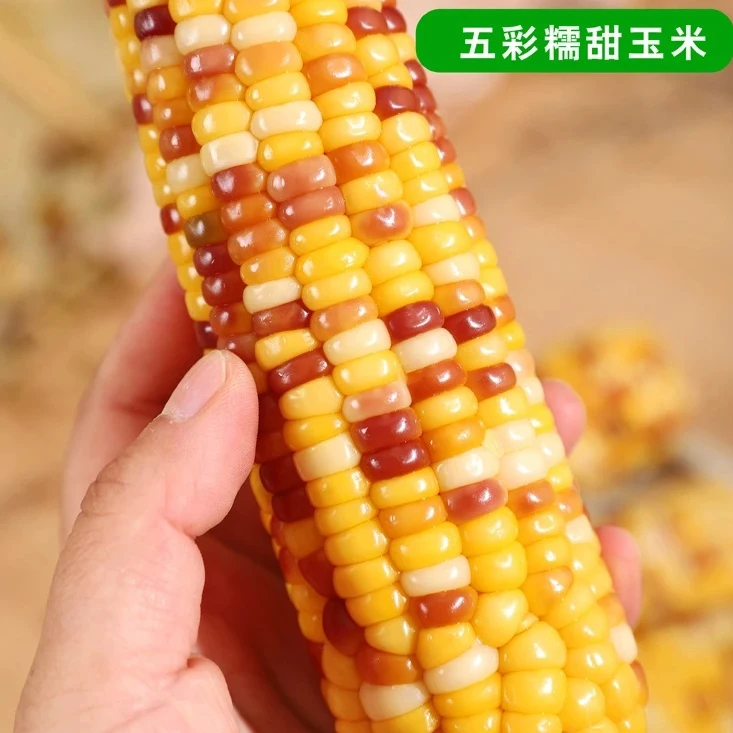 五彩甜糯玉米8根装