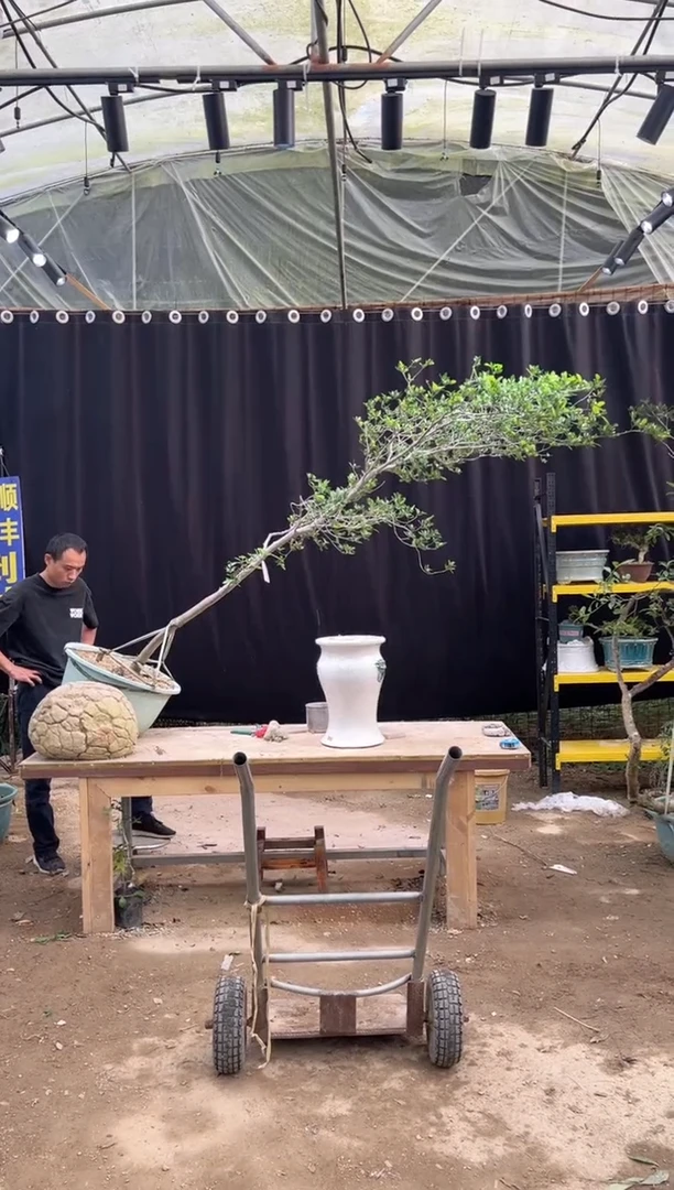 当前无花朵，栽培后可花朵剑****权海岛栀子花