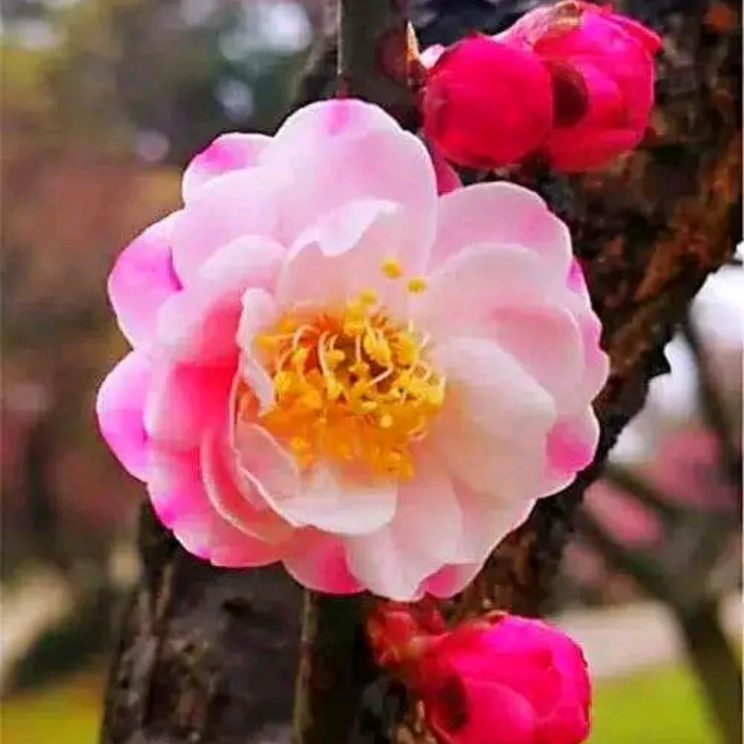 双色梅精品梅花盆栽地栽