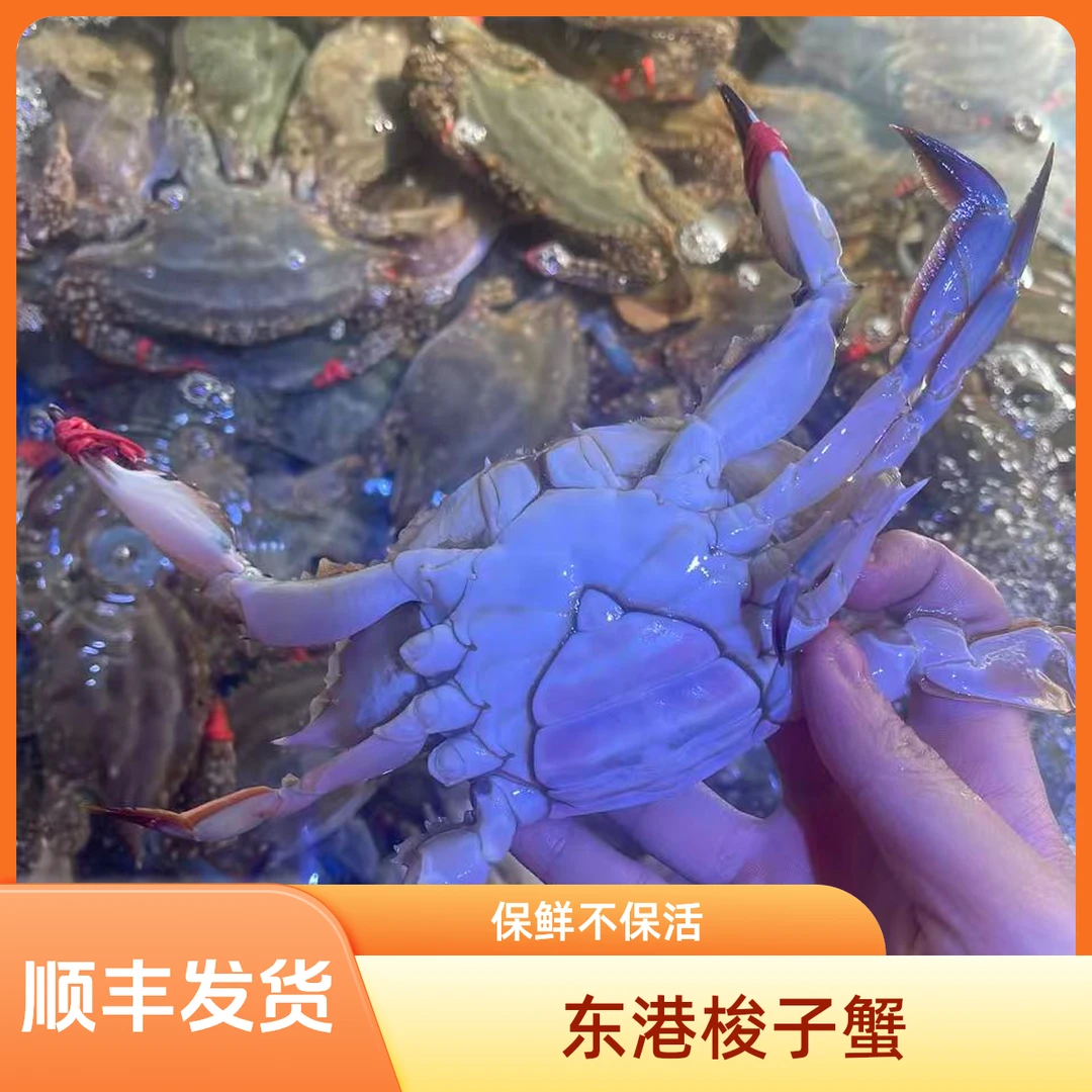 【保鲜不保活】东港梭子蟹姑娘蟹（3-4两/只）3斤起（不保全爪）