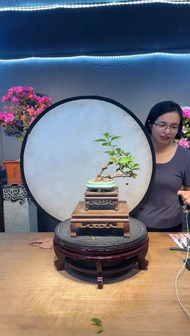 三角梅同安红三角梅