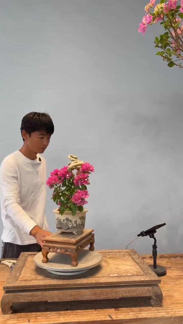 全部花朵海*三角梅55