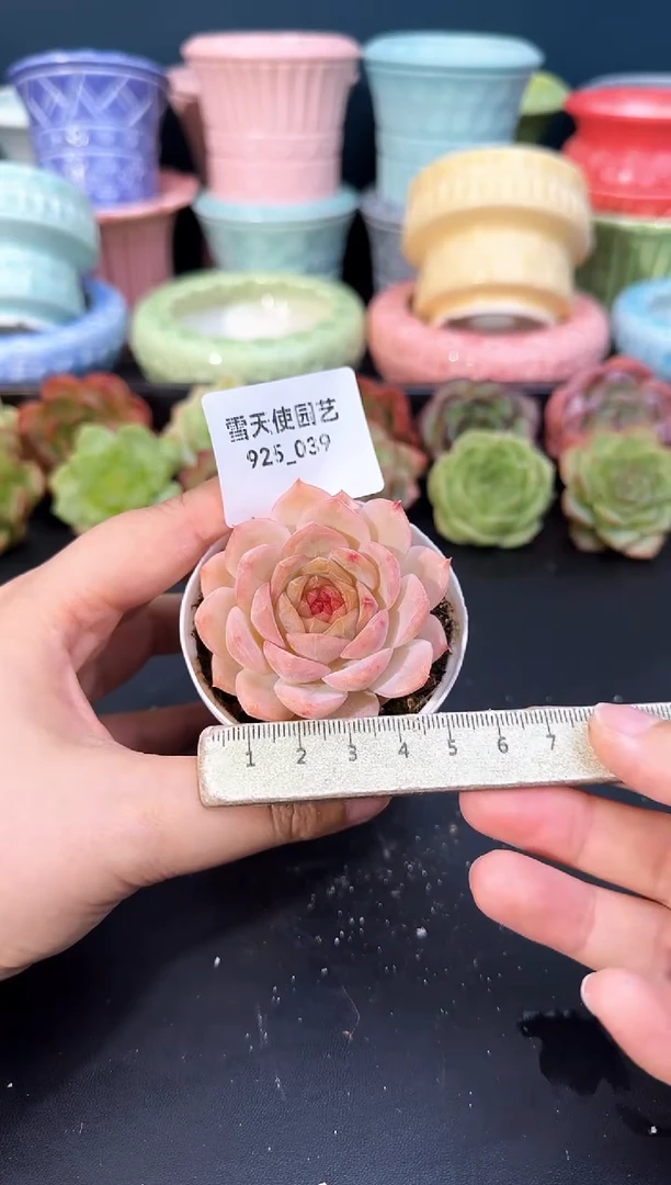925-039青山（冠幅5.5cm）