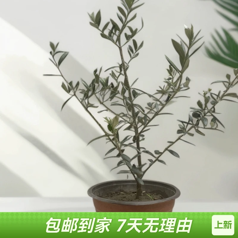 马醉木油橄榄客厅绿植盆栽适合室内家居装饰营造地中海风情南天竹