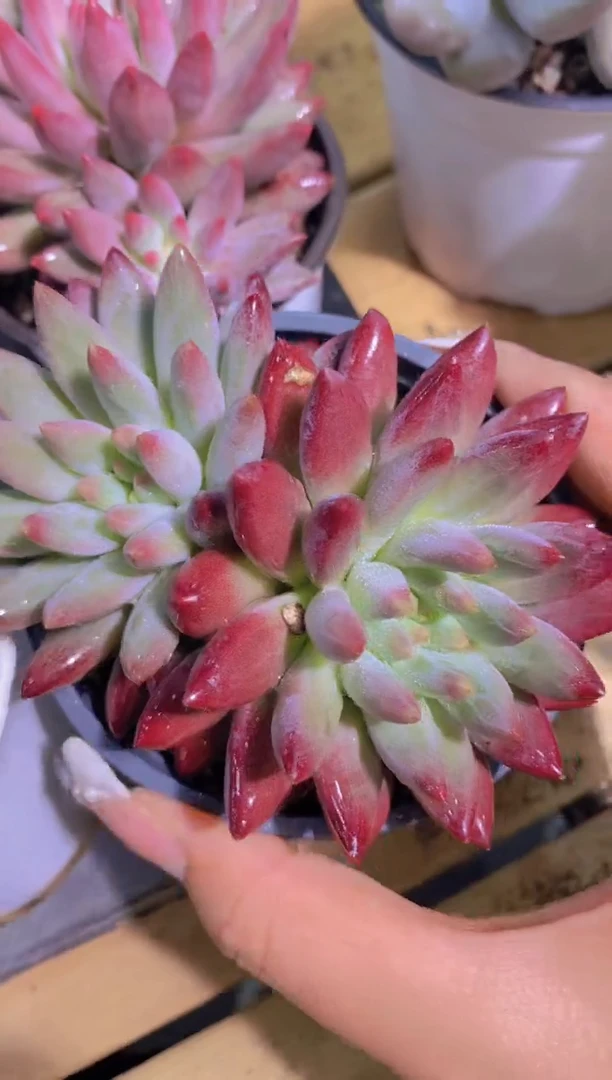 81-车厘子双头9cm盆（量拍）