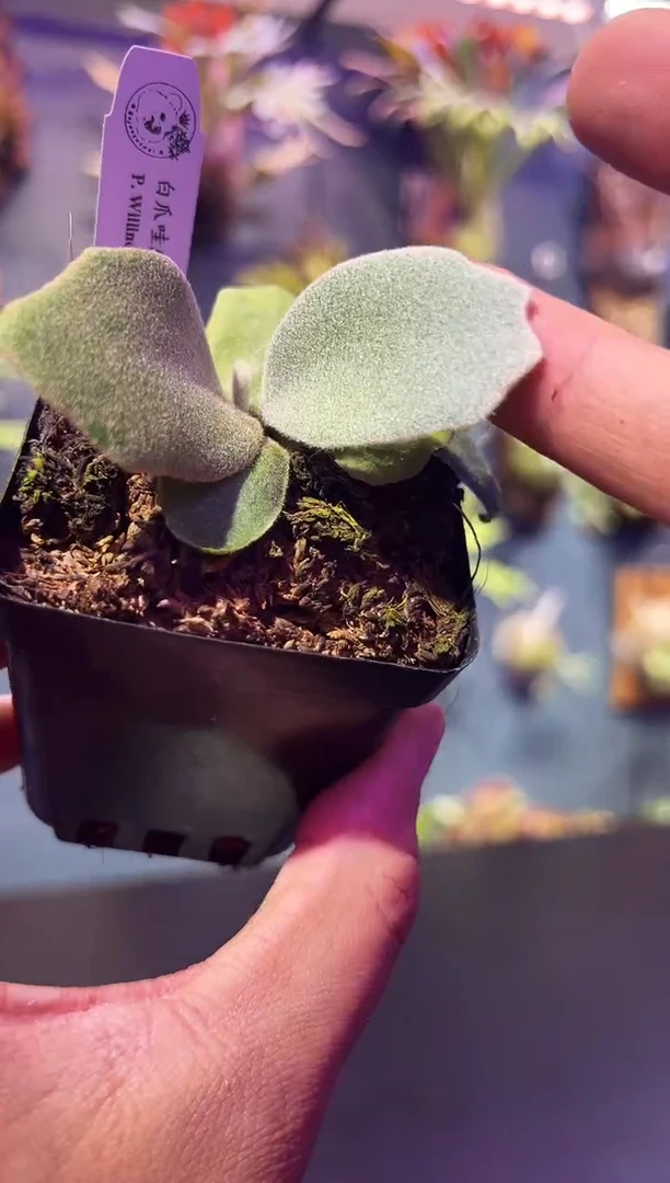 完全开放杯苗编号24 白爪