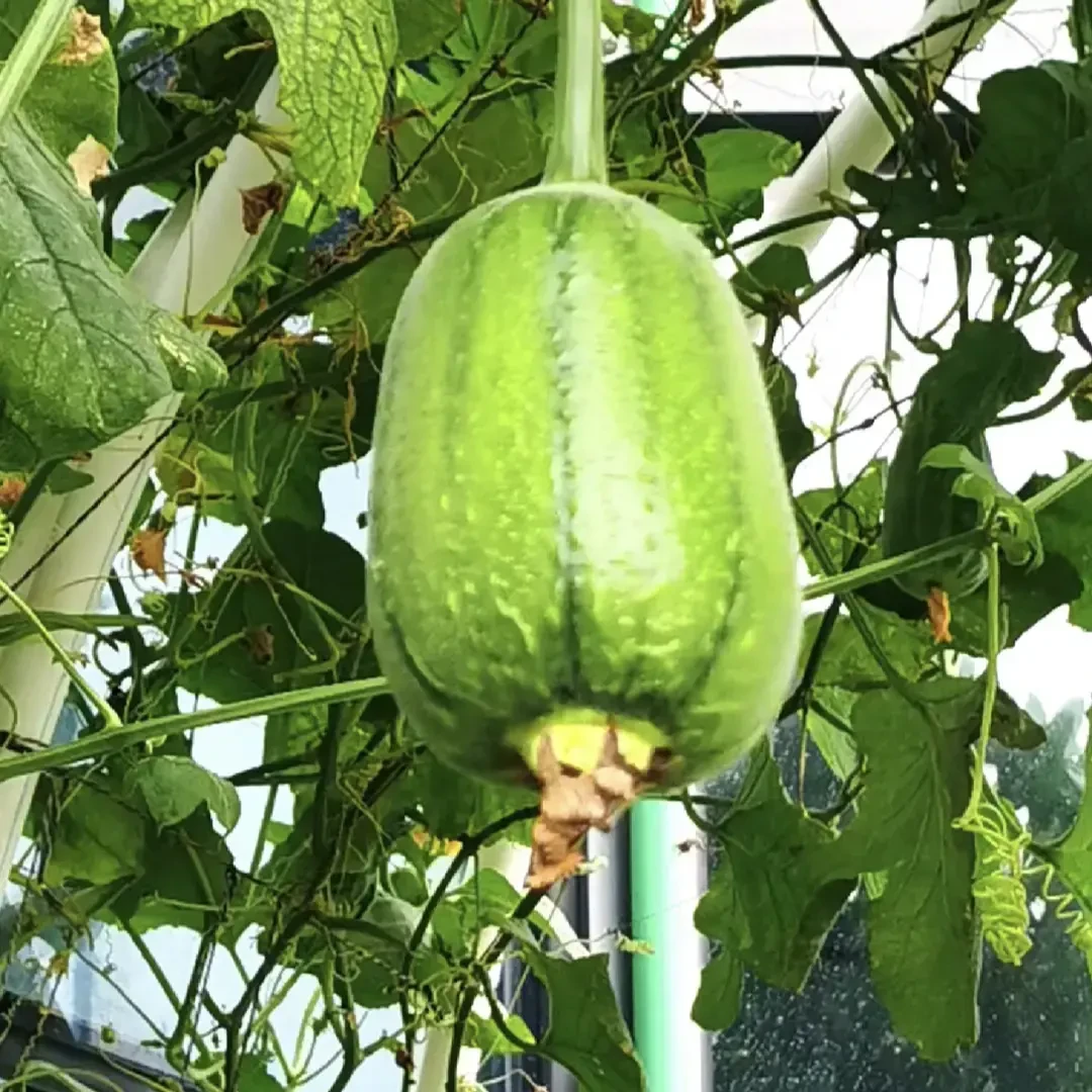 苹果丝瓜种子四季播种阳台盆栽小院种植简单夏季开花蔬菜