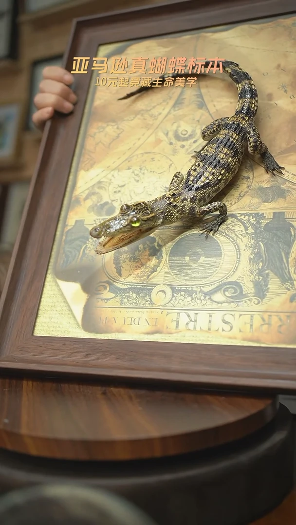 有机玻璃暹罗鳄标本C型尾巴