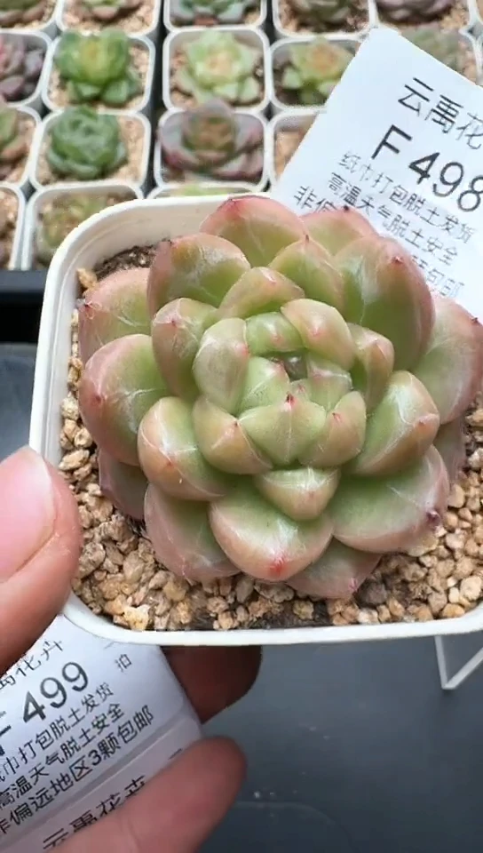 498F云禹多肉植物 默认脱土纸巾打包 3颗包邮