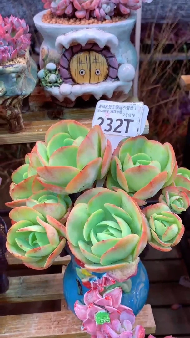 232T 平头碧桃 (一物一拍实付满28发货，默认不带盆土）