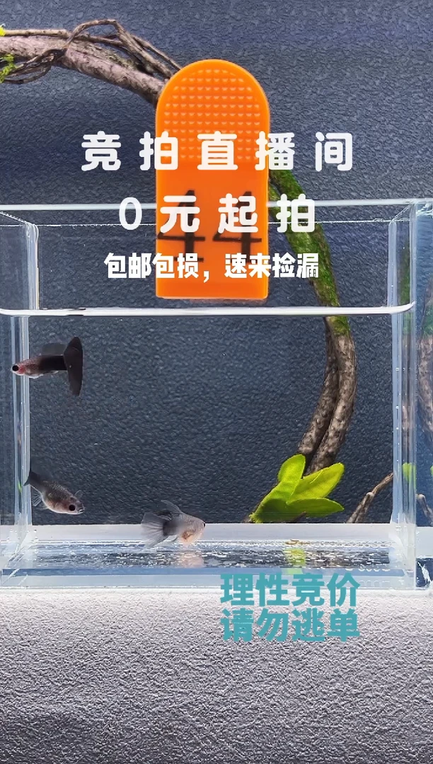 孔雀鱼蓝礼服玻璃猫一公两母编号44