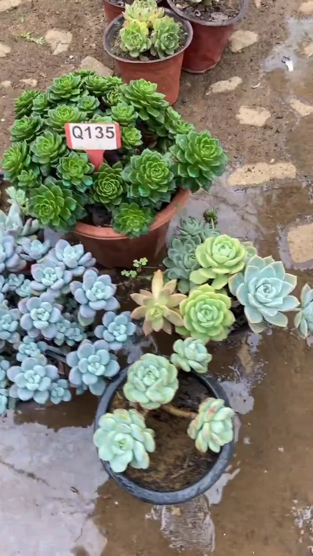 Q135多肉组合默认脱土发货