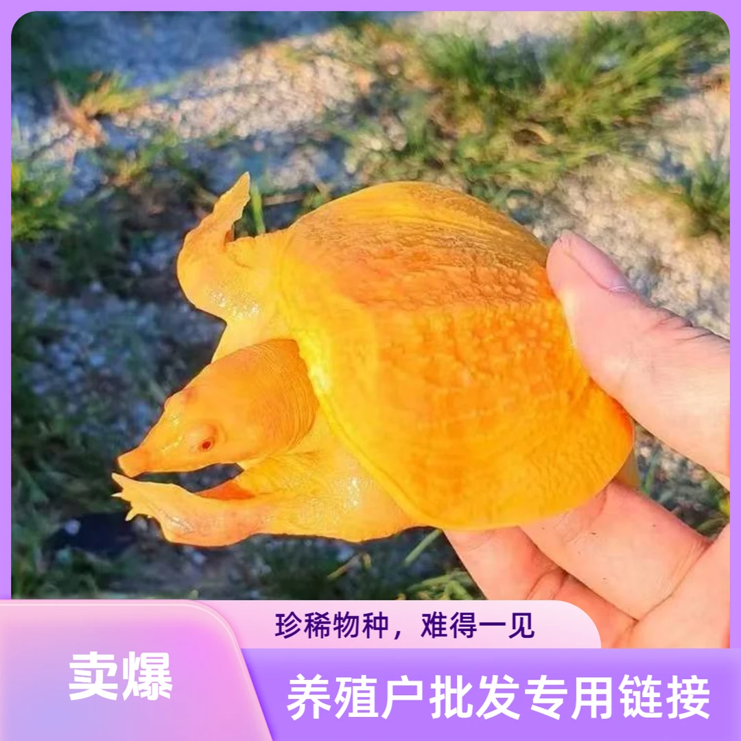 中秋好物中秋佳节团圆农家补充营养味道鲜美高活性高端品质甲鱼