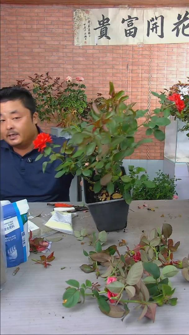 当前无花朵，栽培后可花朵家****?熔岩