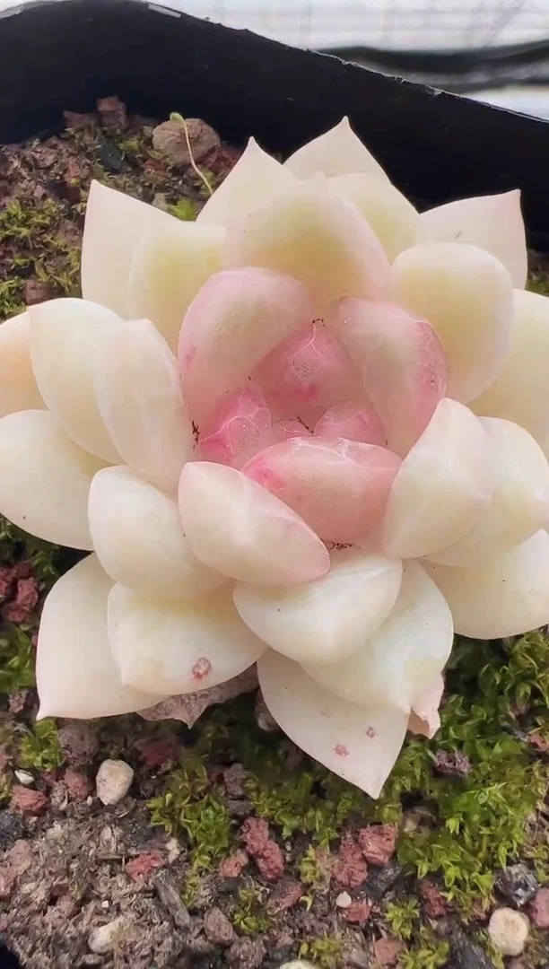 东云多肉园新款-12