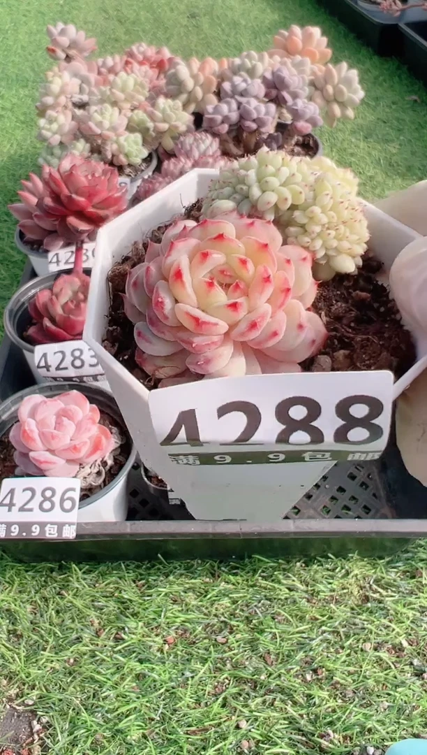 【闪购商品】信福多肉一物一拍